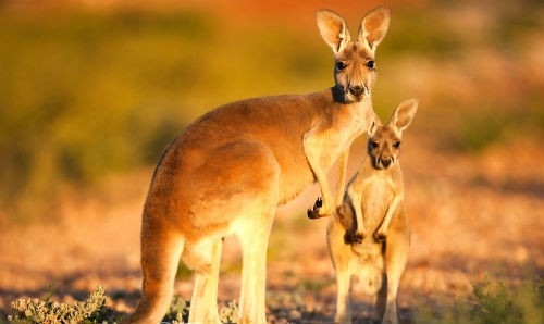 10 ĐIỀU THÚ VỊ VỀ LOÀI CHUỘT TÚI - BIỂU TƯỢNG CỦA AUSTRALIA XINH ĐẸP