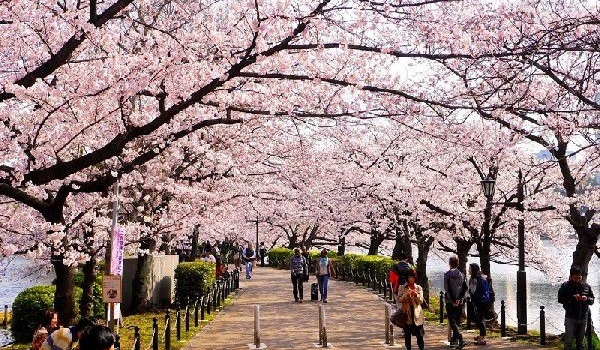 CUNG ĐƯỜNG VÀNG NHẬT BẢN MÙA HOA SAKURA