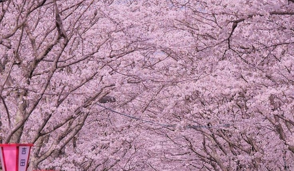 NHẬT BẢN HOA ANH ĐÀO 2026 (KHƠI HÀNH DUY NHẤT NGÀY 30/3)