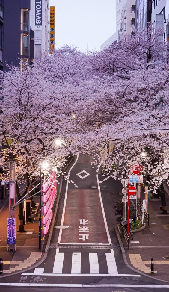 NHẬT BẢN HOA ANH ĐÀO 2026