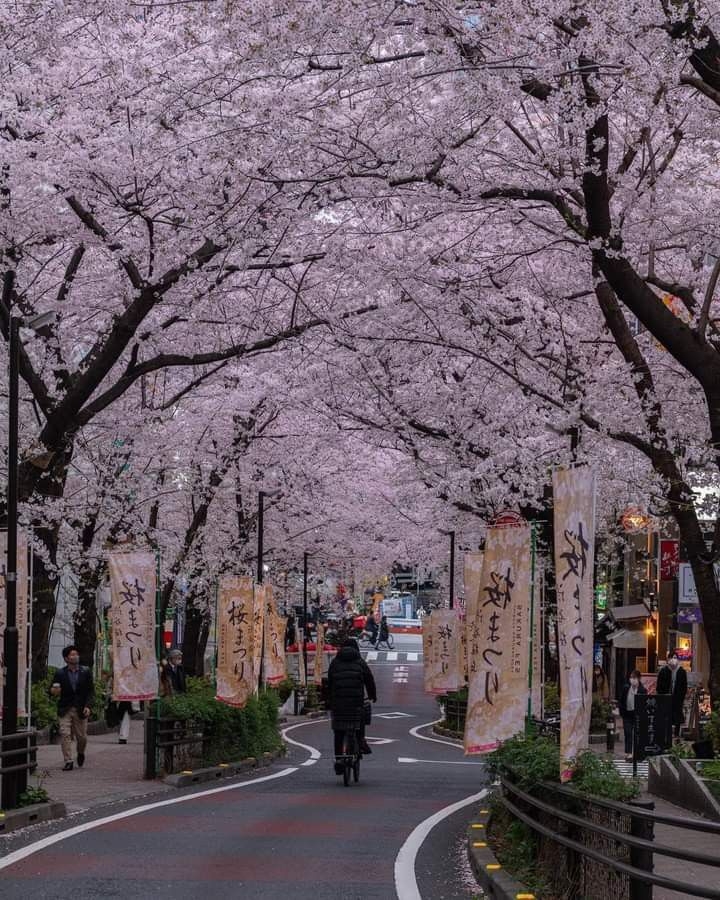 NHẬT BẢN HOA ANH ĐÀO 2026 (KHƠI HÀNH DUY NHẤT NGÀY 30/3)