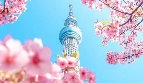 HÀN QUỐC MÙA HOA  ANH ĐÀO 2026