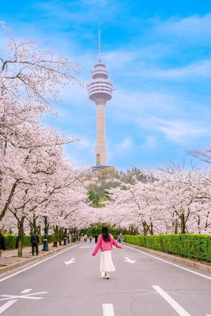 HÀN QUỐC MÙA HOA  ANH ĐÀO 2026