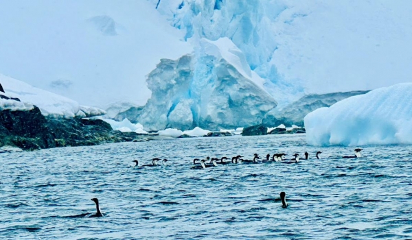 HÀNH TRÌNH THÁM HIỂM - VẺ ĐẸP NGOẠN MỤC CHÂU NAM CỰC 2026