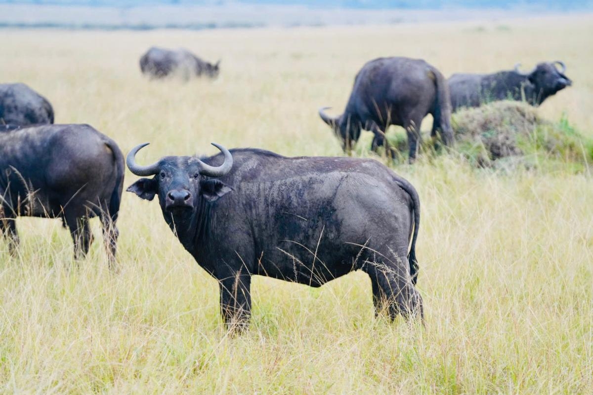 KHÁM PHÁ TRÁI TIM CỦA CHÂU PHI