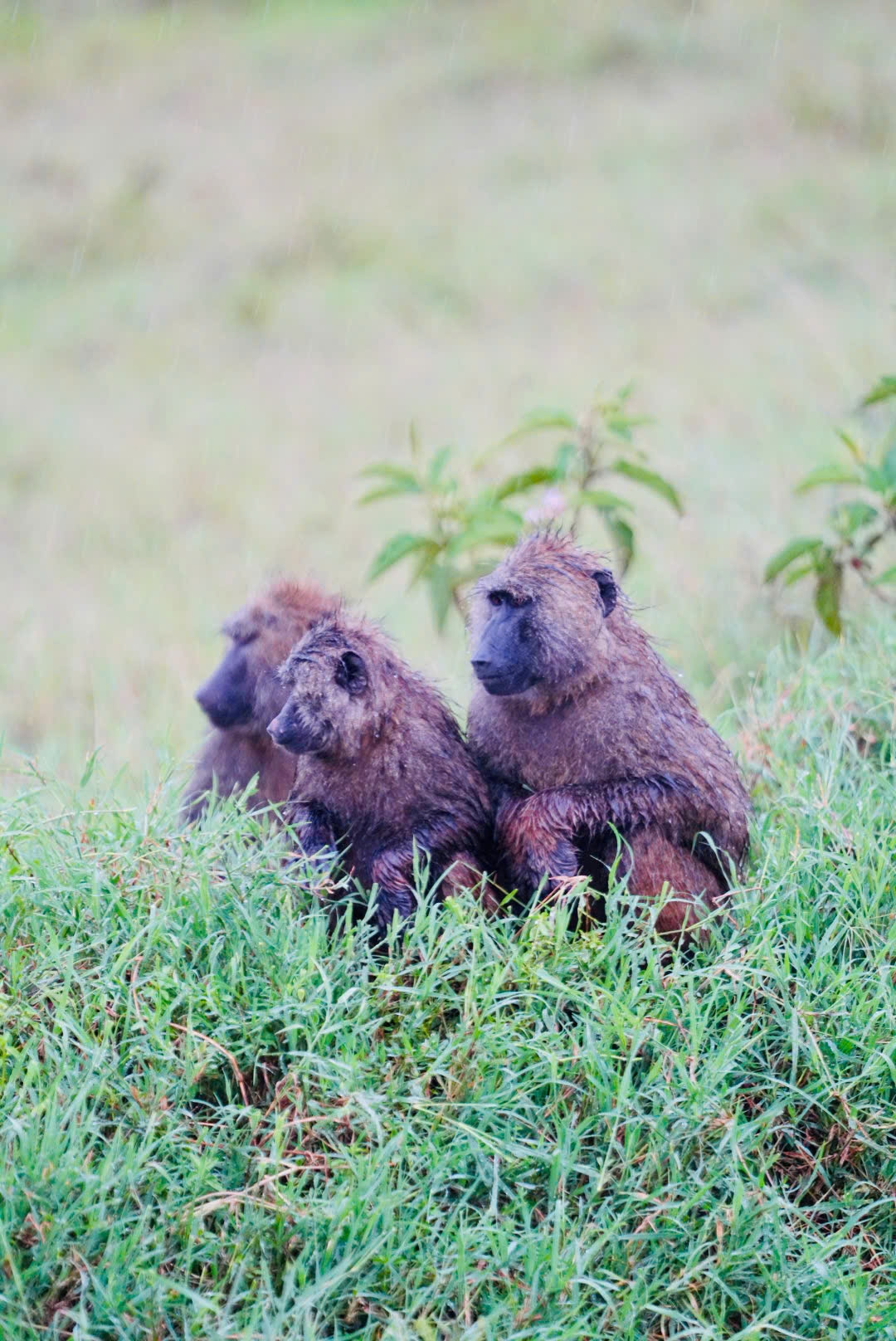 KHÁM PHÁ TRÁI TIM CỦA CHÂU PHI