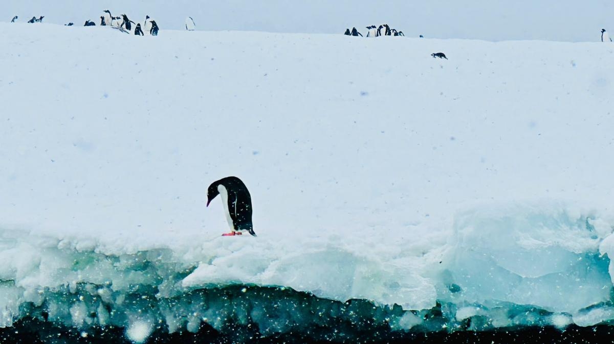 HÀNH TRÌNH THÁM HIỂM - VẺ ĐẸP NGOẠN MỤC CHÂU NAM CỰC 2026
